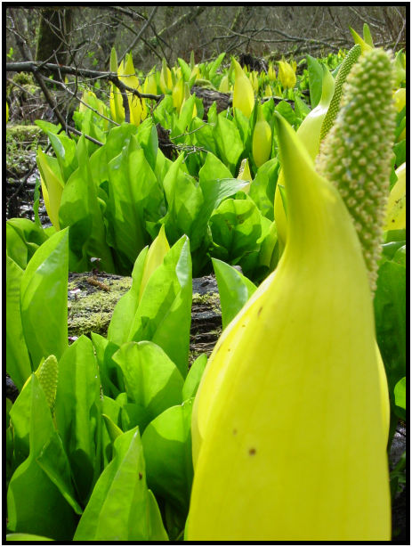 flora: flower: skunk cabbage : s-dsc019502.jpg