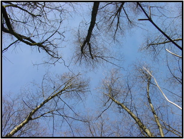 flora: tree: unknown tree : s-dsc019437.jpg