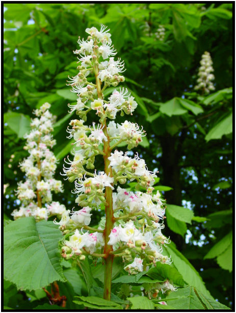 flora: tree: chestnut : s-dsc019951.jpg