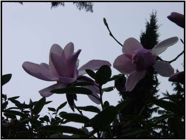place: Canada: British Columbia: Vancouver: Rhododendron Garden : s-dsc029249.jpg