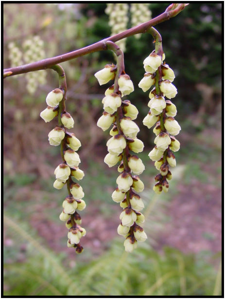 flora: flower: unknown flower : s-dsc029258.jpg