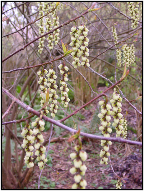 flora: flower: unknown flower : s-dsc029260.jpg