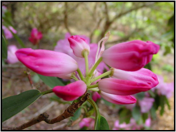 place: Canada: British Columbia: Vancouver: Rhododendron Garden : s-dsc029279.jpg