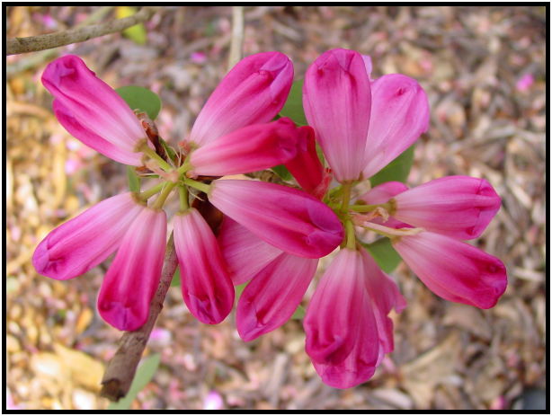 place: Canada: British Columbia: Vancouver: Rhododendron Garden : s-dsc029280.jpg