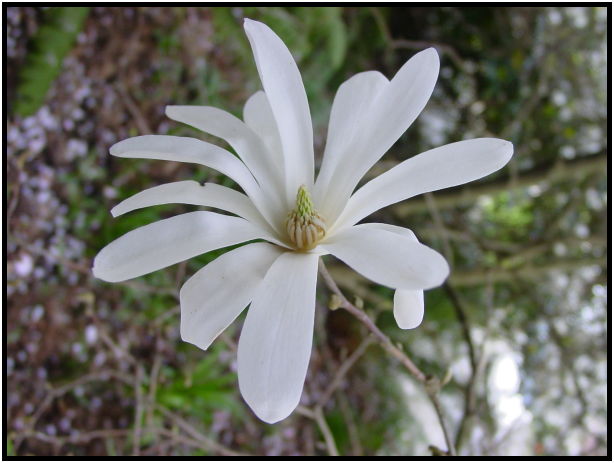 flora: flower: unknown flower : s-dsc029235.jpg