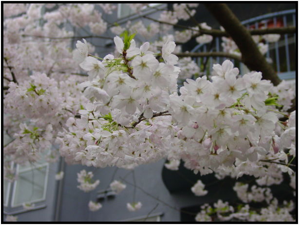 flora: flower: unknown flower : s-dsc029391.jpg