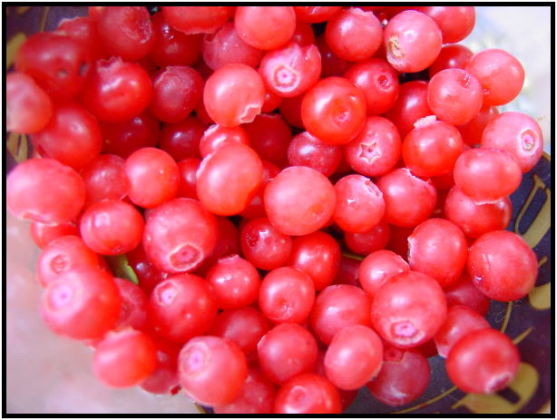 flora: berry: blackberry : s-dsc020494.jpg
