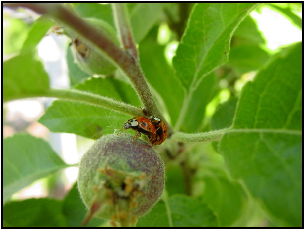 flora: fruit: unknown fruit : s-dsc019950.jpg