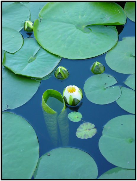 place: Canada: British Columbia: Vancouver: VanDusen Garden : s-dsc019964.jpg