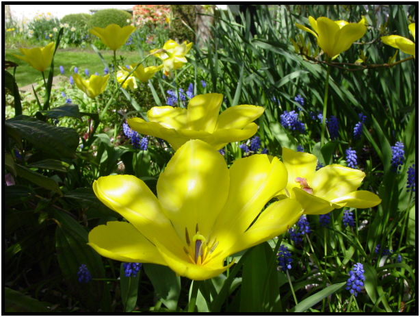 flora: flower: unknown flower : s-dsc029572.jpg