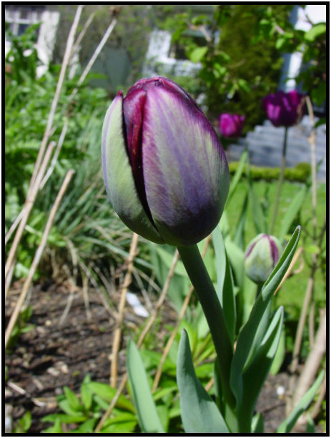 flora: flower: tulip : s-dsc029575.jpg