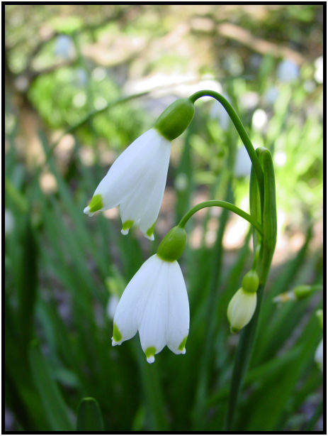 place: Canada: British Columbia: Vancouver: VanDusen Garden : s-dsc029578.jpg