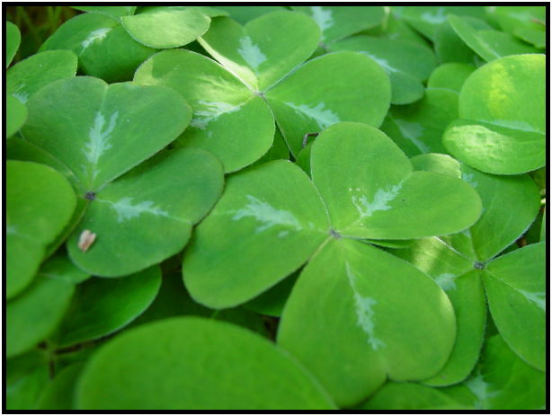 flora: leaf : s-dsc029581.jpg