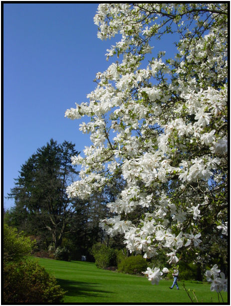 flora: flower: unknown flower : s-dsc029584.jpg
