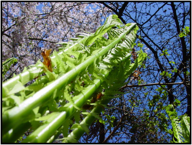 flora: bush: fern : s-dsc029590.jpg