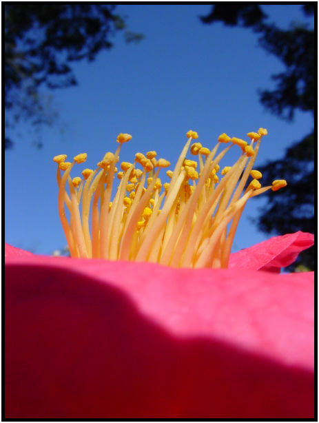 flora: flower: unknown flower : s-dsc029604.jpg