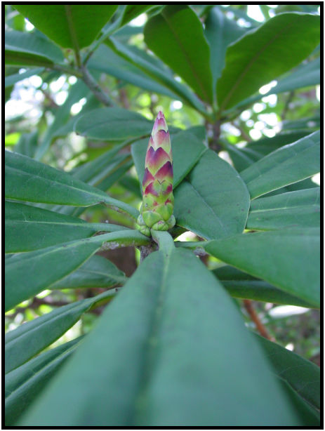 flora: flower: unknown flower : s-dsc029614.jpg