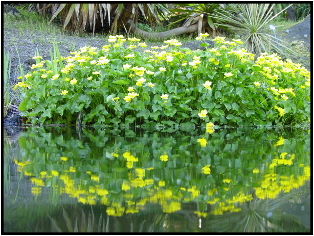 place: Canada: British Columbia: Vancouver: VanDusen Garden : s-dsc029627.jpg