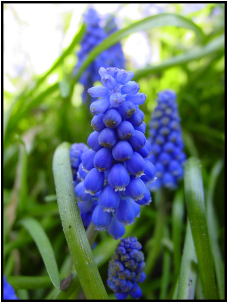 flora: flower: unknown flower : s-dsc029630.jpg