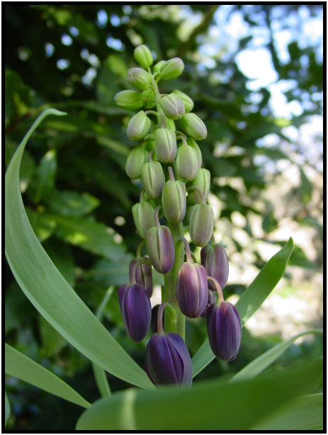 flora: flower: unknown flower : s-dsc029631.jpg