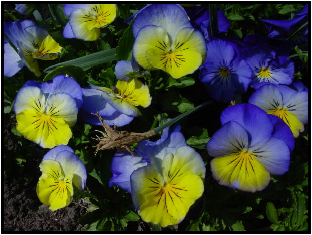 flora: flower: unknown flower : s-dsc029689.jpg