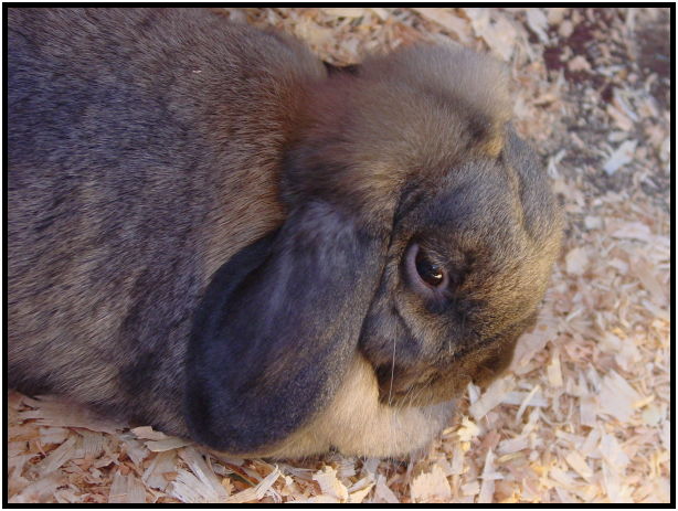animal: rabbit : s-dsc029690.jpg