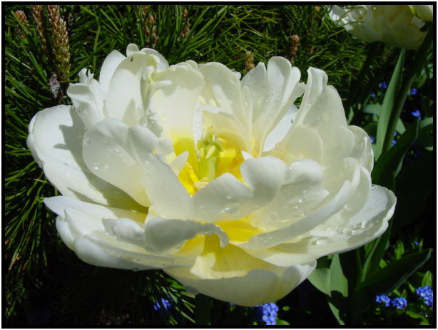flora: flower: unknown flower : s-dsc029731.jpg