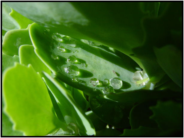 site: water: water droplet : s-dsc029735.jpg