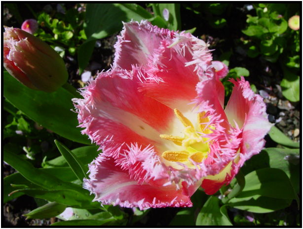 flora: flower: unknown flower : s-dsc029741.jpg