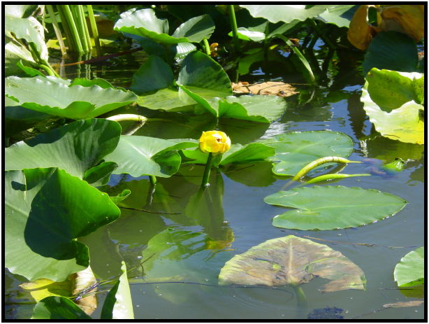 flora: flower: water lily : s-dsc020520.jpg