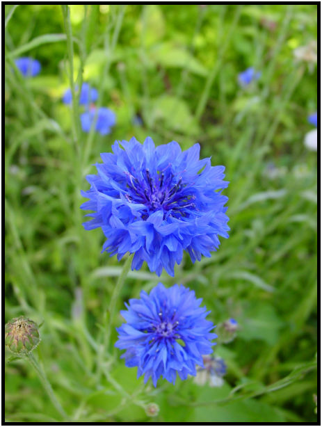 flora: flower: unknown flower : s-dsc020546.jpg