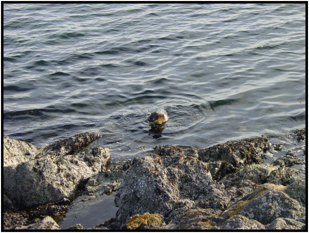 animal: otter : s-dsc029784.jpg