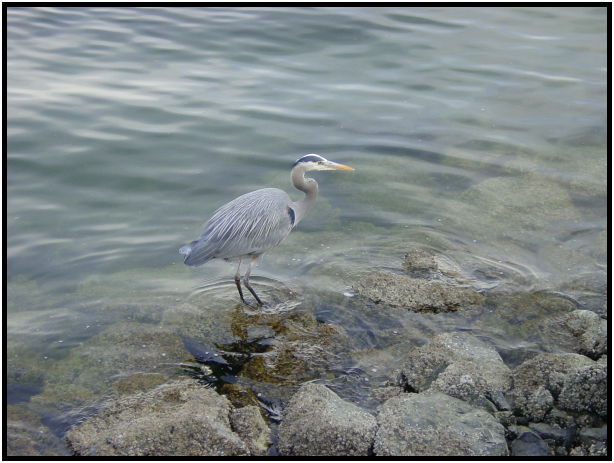 site: water: ocean : s-dsc029788.jpg