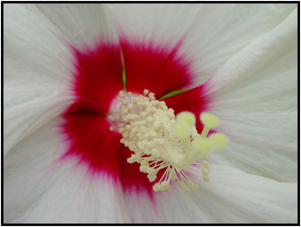flora: flower: unknown flower : s-dsc020688.jpg