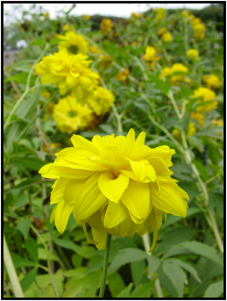 flora: flower: unknown flower : s-dsc020689.jpg