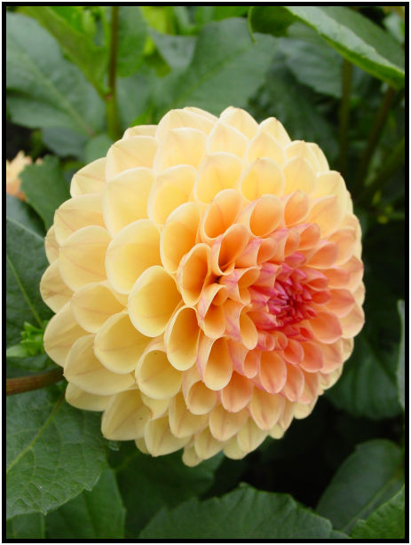 flora: flower: unknown flower : s-dsc020697.jpg