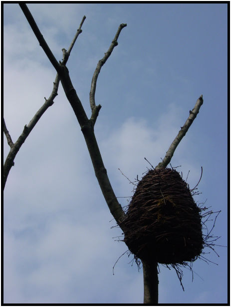 flora: tree: branch : s-dsc020705.jpg