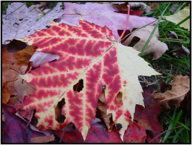 flora: leaf : s-dsc020993.jpg