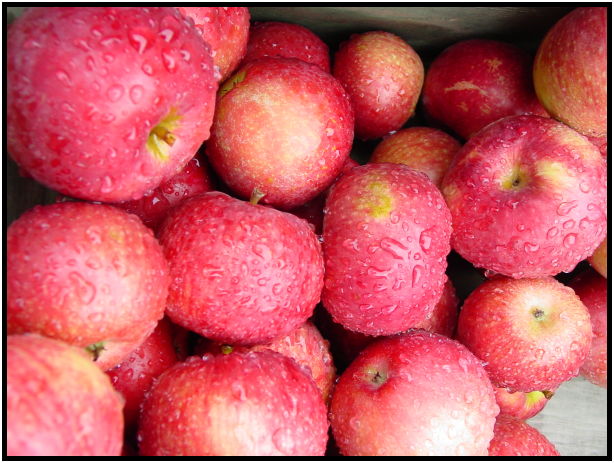 flora: fruit: apple : s-dsc021039.jpg