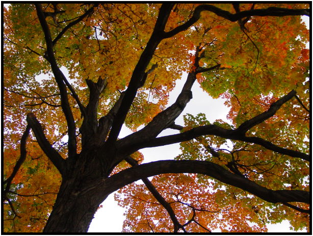 flora: tree: unknown tree : s-dsc021069.jpg
