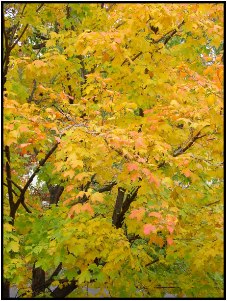 flora: leaf : s-dsc021003.jpg