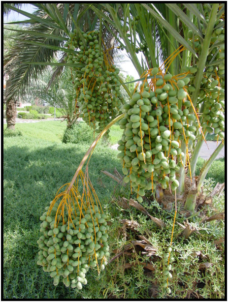 flora: fruit: date : s-dsc020149.jpg