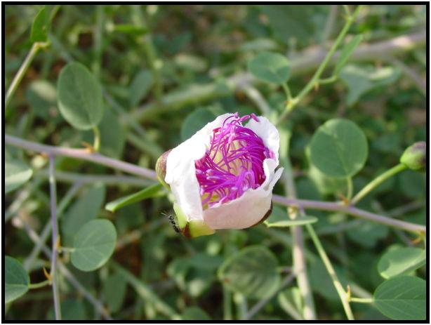 flora: flower: unknown flower : s-dsc020056.jpg