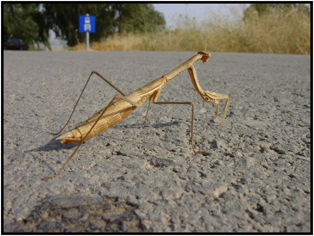 insect: praying mantis : s-dsc020142.jpg