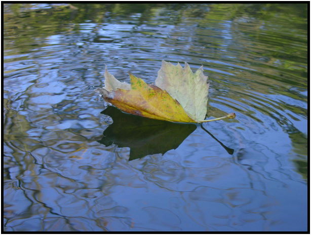 flora: leaf : s-dsc022642.jpg