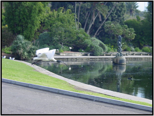 bird: ibis : s-dsc022470.jpg