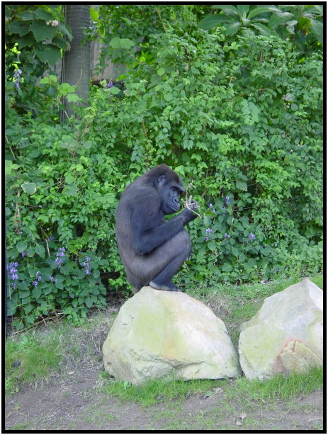 animal: chimpanzee : s-dsc022552.jpg