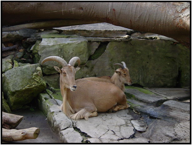animal: goat : s-dsc022576.jpg