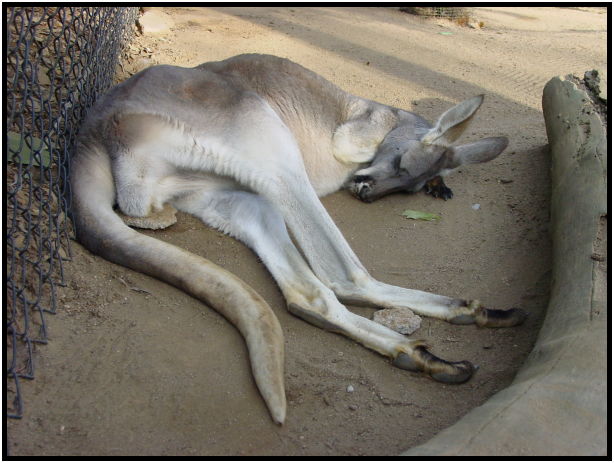 animal: kangaroo : s-dsc022605.jpg