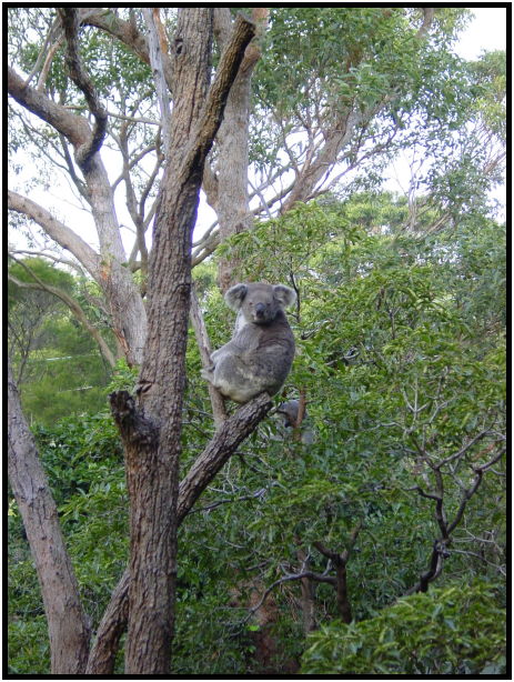 animal: koala : s-dsc022614.jpg